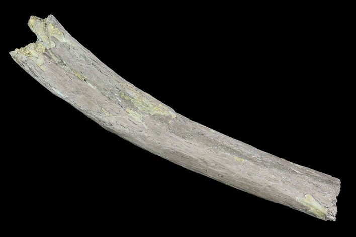 Mosasaur (Platecarpus) Rib Section - Kansas #93764